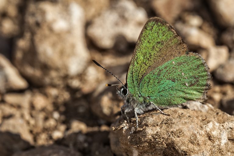 Callophrys rubi - Cejialba