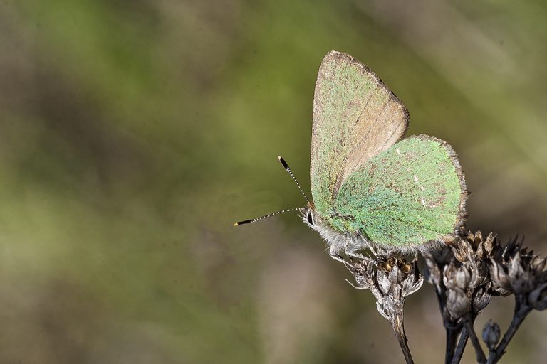 Callophrys rubi - Cejialba