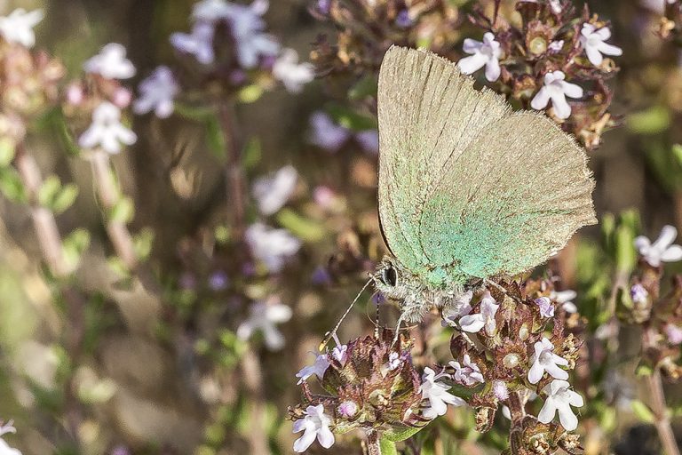 Callophrys rubi - Cejialba