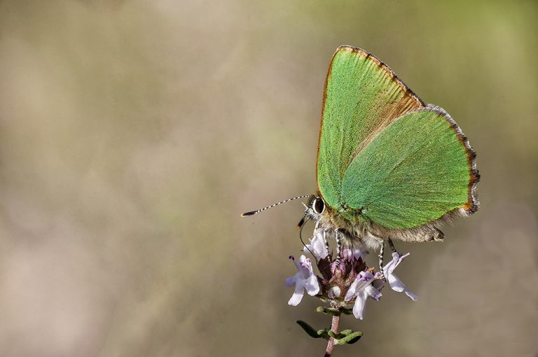 Callophrys rubi - Cejialba