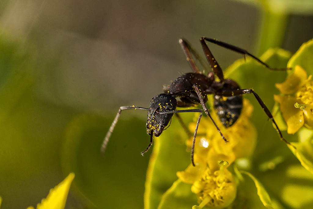 Camponotus cruentatus - Hormiga maderera