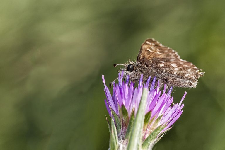 Carcharodus alceae - Capitán malva