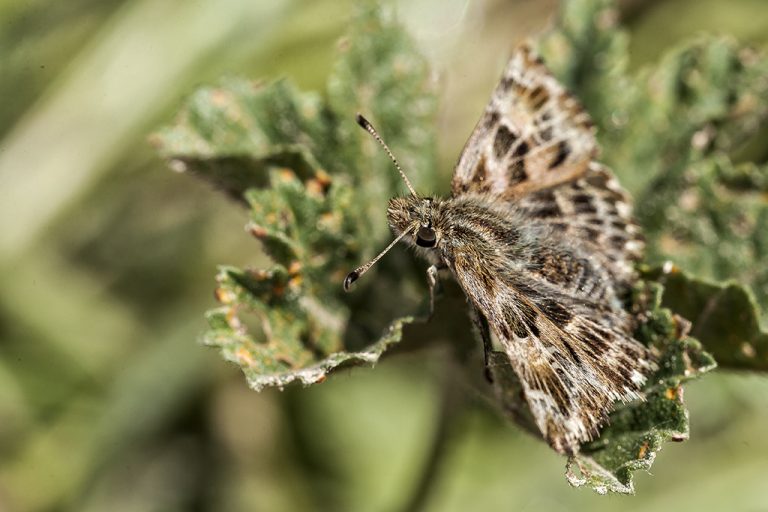 Carcharodus alceae - Capitán malva