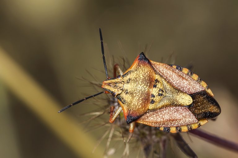 Carpocoris fuscispinus - Chinche escudo