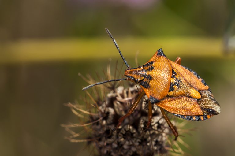 Carpocoris fuscispinus - Chinche escudo