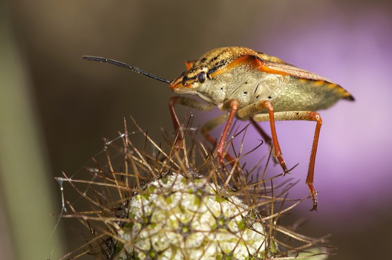 Carpocoris fuscispinus - Chinche escudo