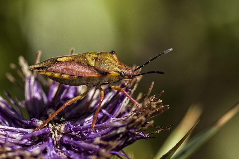 Carpocoris fuscispinus - Chinche escudo