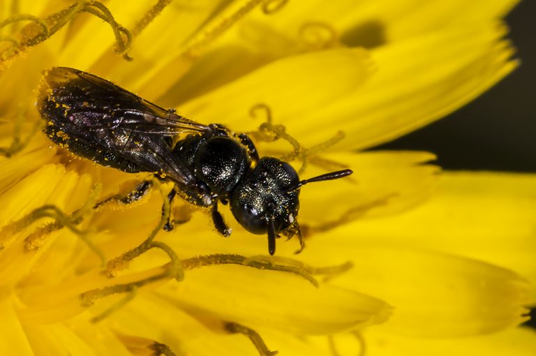 Ceratina sp - Abeja azul