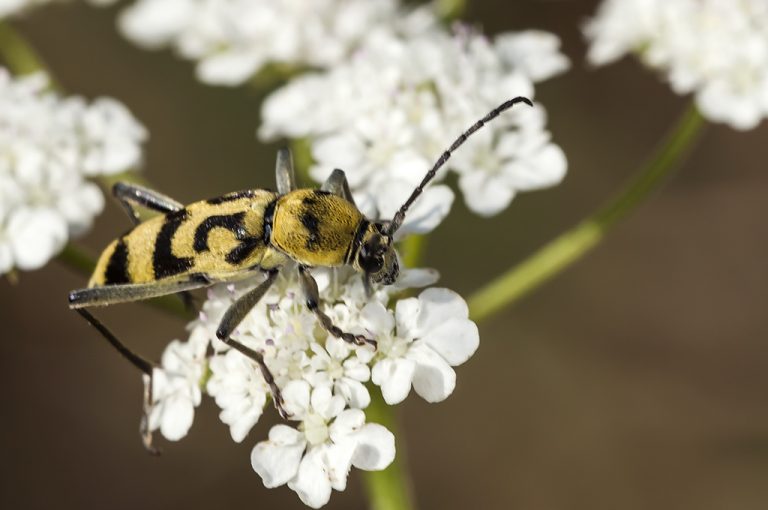 Chlorophorus varius - Escarabajo longicorne