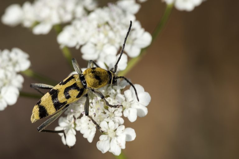 Chlorophorus varius - Escarabajo longicorne