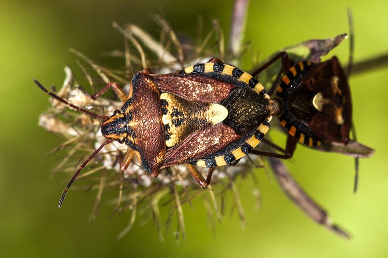 Codophila varia - Chinche escudo