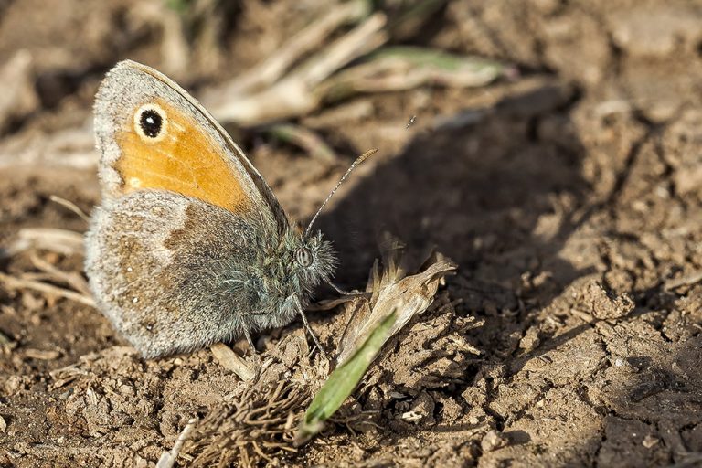 Coenonympha pamphilus - Ninfa de Linneo