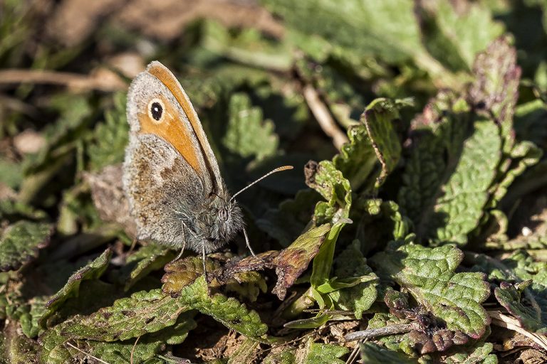 Coenonympha pamphilus - Ninfa de Linneo