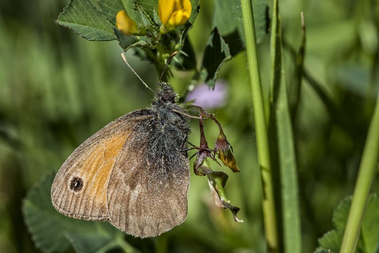 Coenonympha pamphilus - Ninfa de Linneo