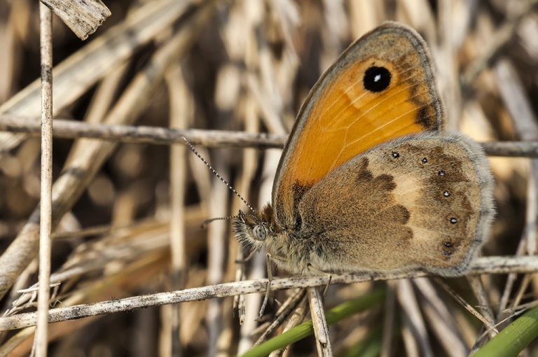 Coenonympha pamphilus - Ninfa de Linneo