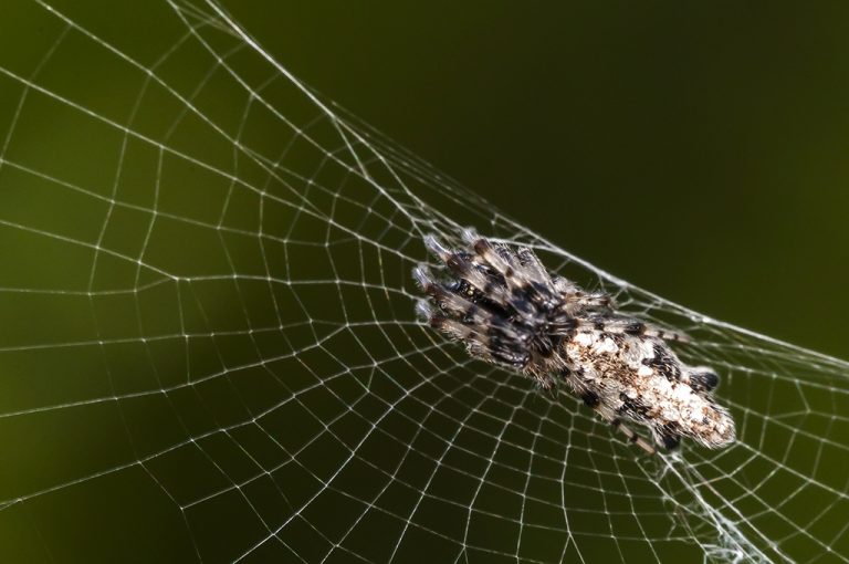 Cyclosa insulana - Araña orbitela plateada