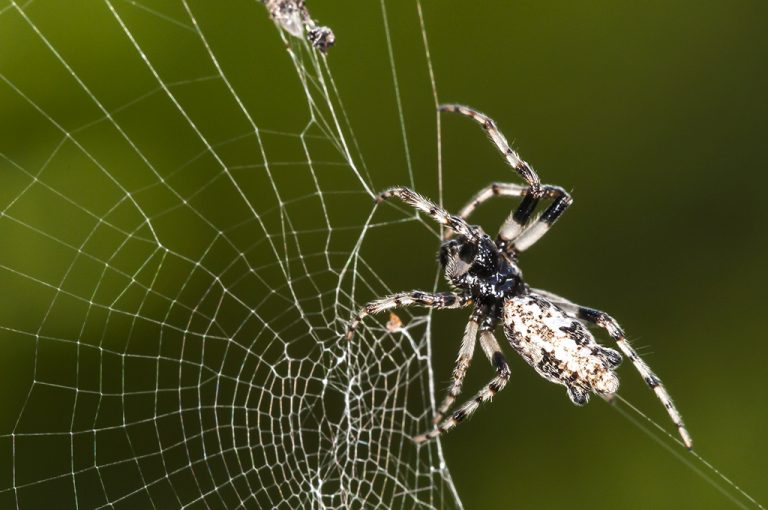 Cyclosa insulana - Araña orbitela plateada