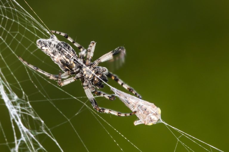 Cyclosa insulana - Araña orbitela plateada