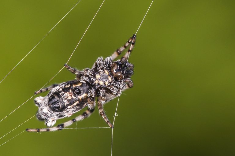 Cyclosa insulana - Araña orbitela plateada