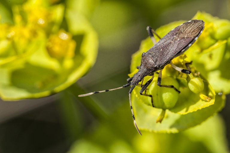 Dicranocephalus albipes - Chinche de cara estrecha