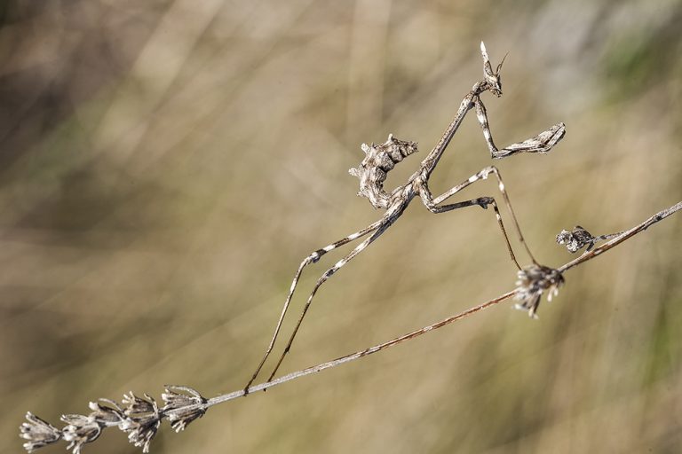 Empusa pennata - Mantis palo