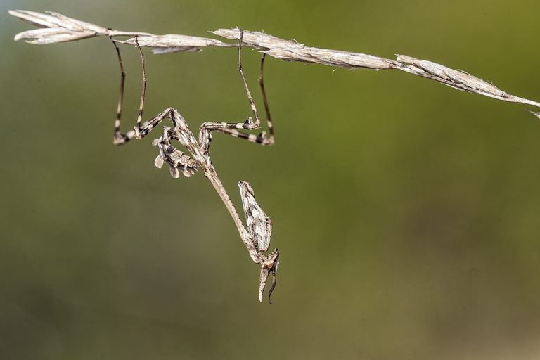 Empusa pennata - Mantis palo