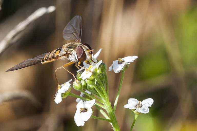 Episyrphus balteatus - Mosca avispa