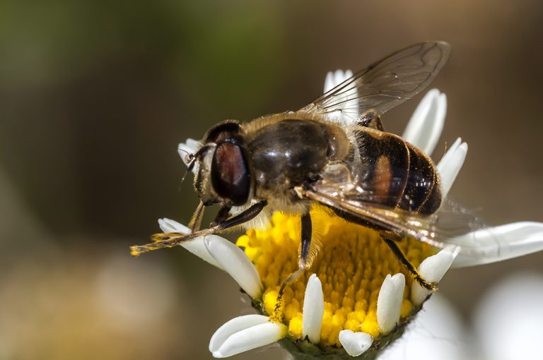Eristalis tenax - Mosca abeja