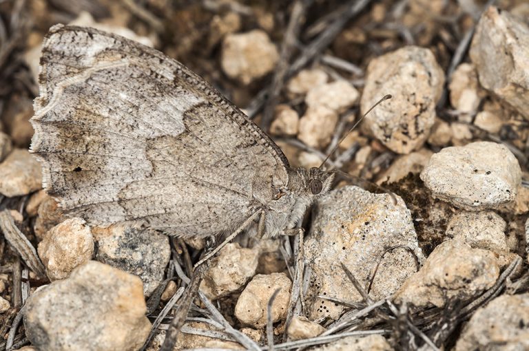 Hipparchia statilinus - Sátiro moreno