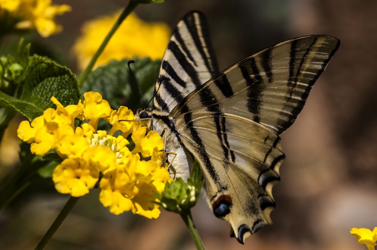 Iphiclides podalirius - Podalirio