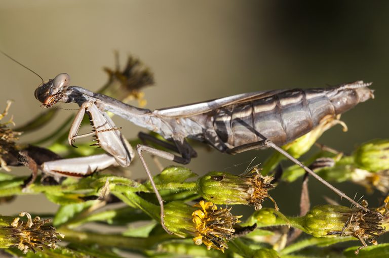 Iris oratoria - Mantis mediterranea