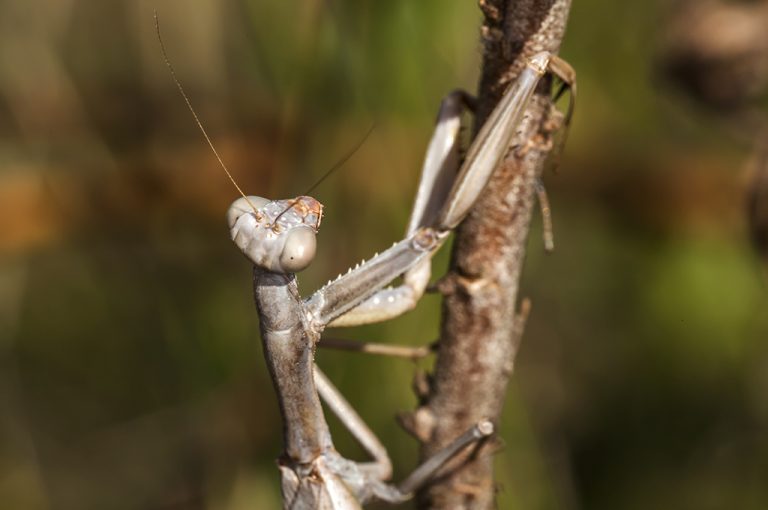 Iris oratoria - Mantis mediterranea