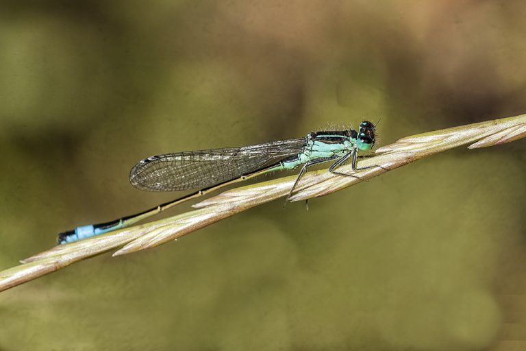 Ischnura elegans - Cola azul común