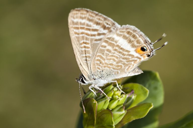 Lampides boeticus - Canela estriada