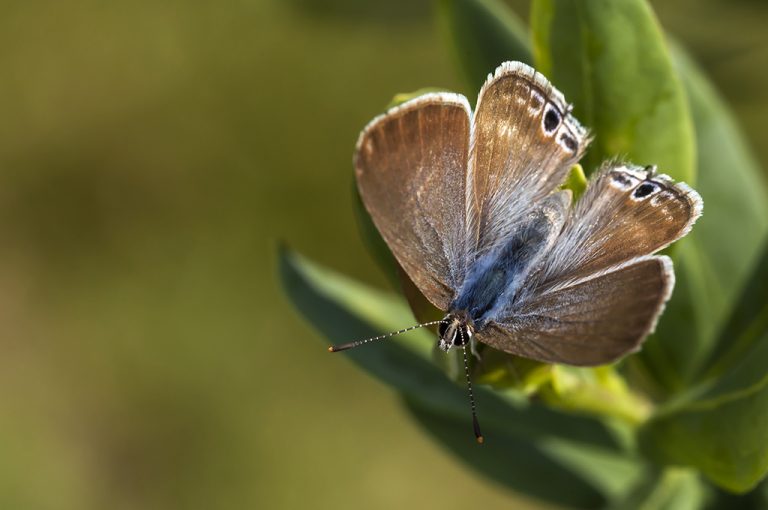 Lampides boeticus - Canela estriada