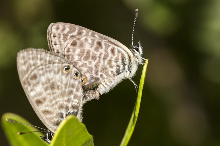 Leptotes pirithous- Gris estriada