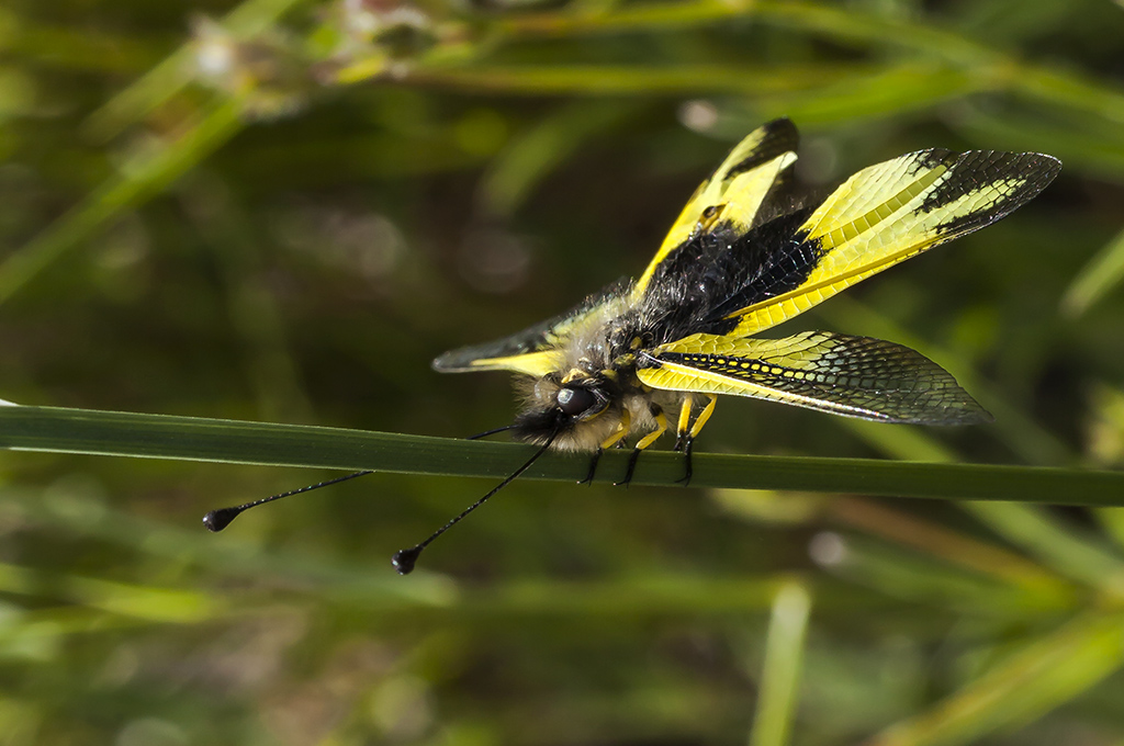 Libelloides cunii - Ascalafo de venas amarillas