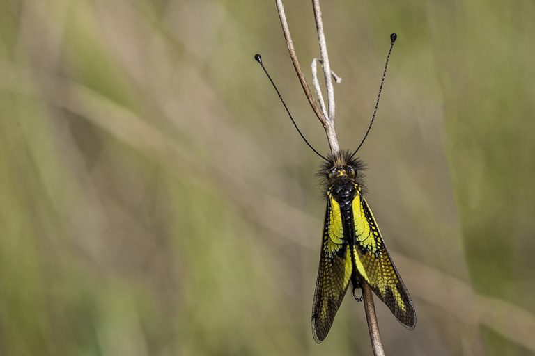 Libelloides cunii - Ascalafo de venas amarillas