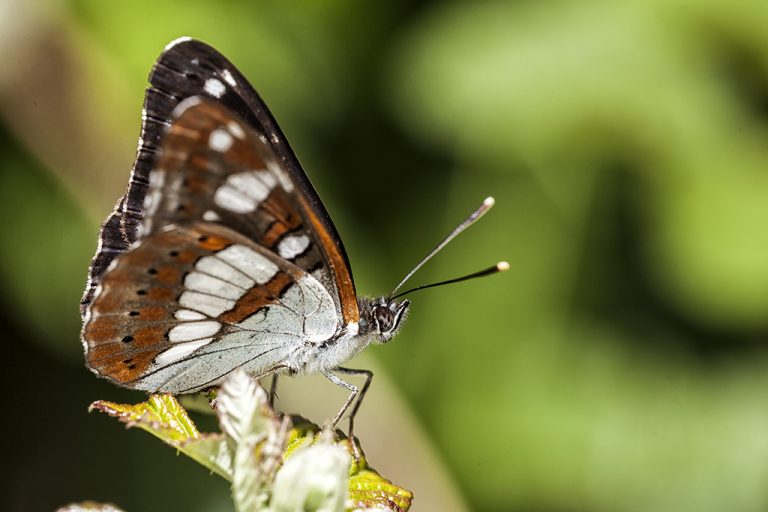 Limenitis reducta - Ninfa de los arroyos