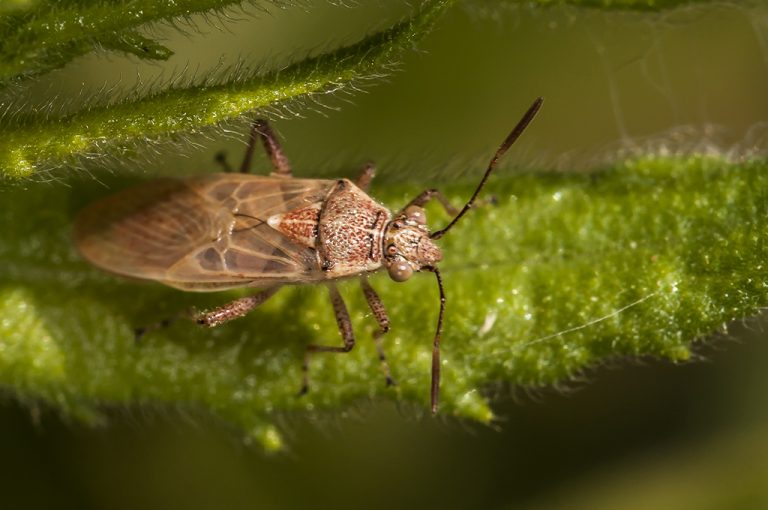 Liorhyssus hyalinus - Chinche hialino de la hierba