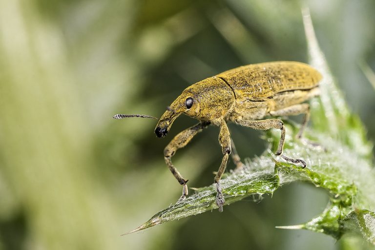 Lixus pulverulentus - Gorgojo de las malvas