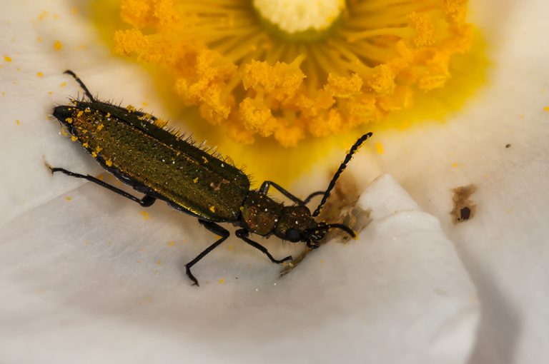 Lobonyx aeneus - Escarabajo de las flores