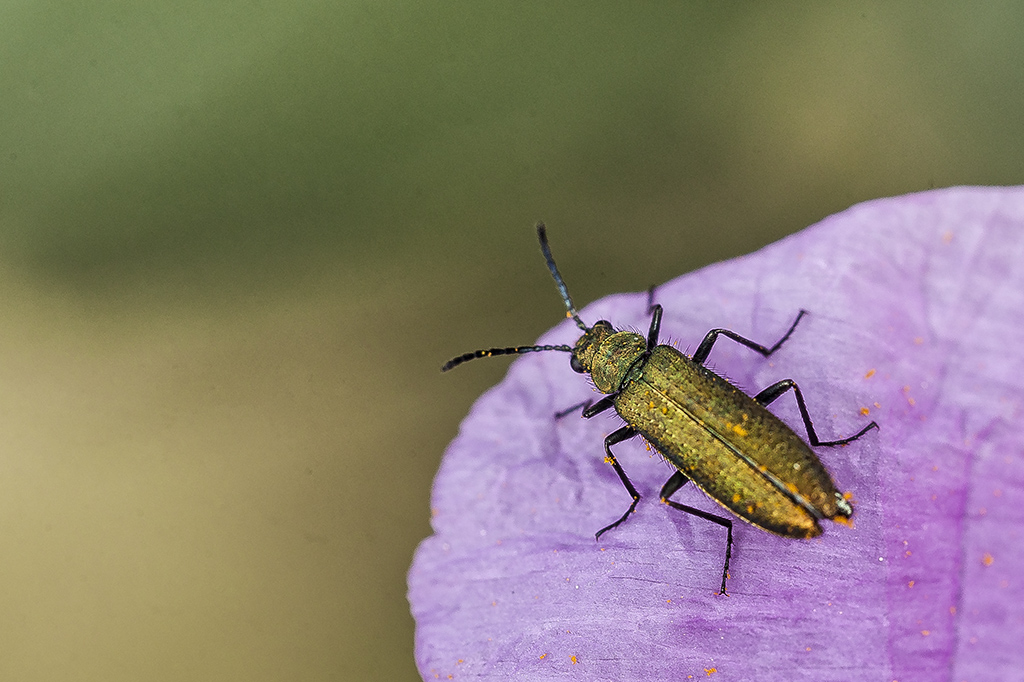 Lobonyx aeneus - Escarabajo de las flores