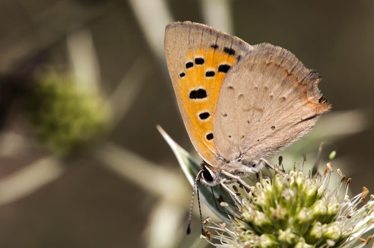 Lycaena phlaeas - Manto bicolor