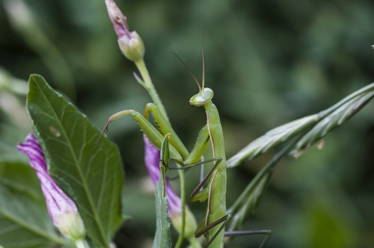 Mantis religiosa - Mantis