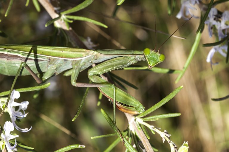 Mantis religiosa - Mantis