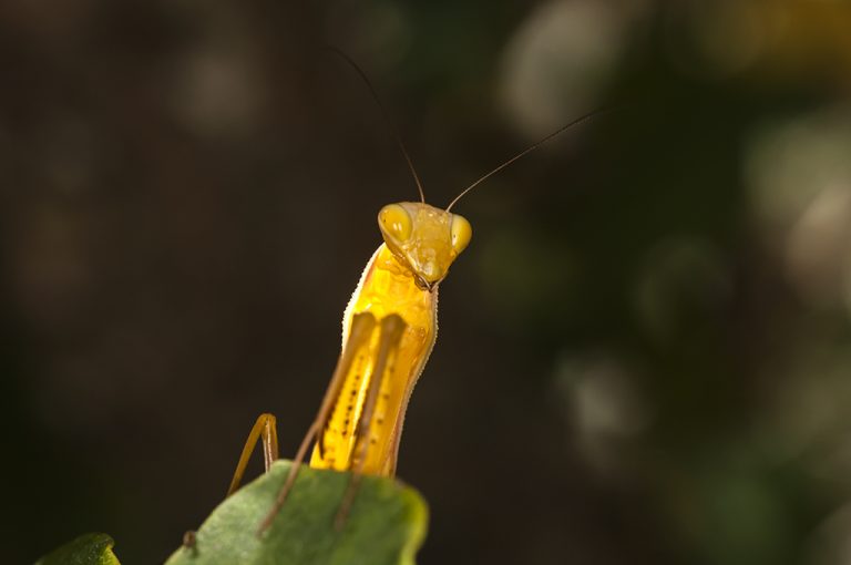 Mantis religiosa - Mantis