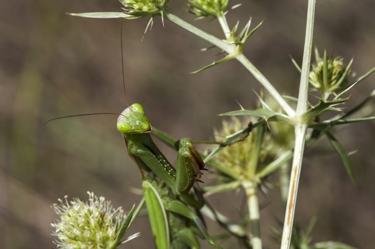 Mantis religiosa - Mantis