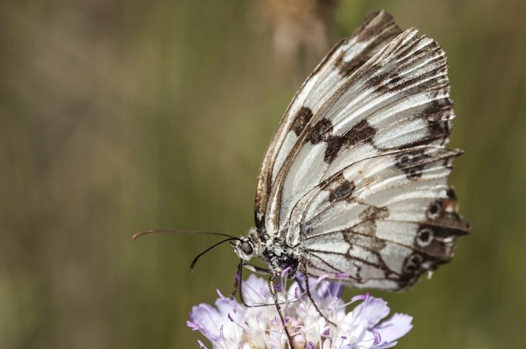 Melanargia lachesis - Medioluto ibérica