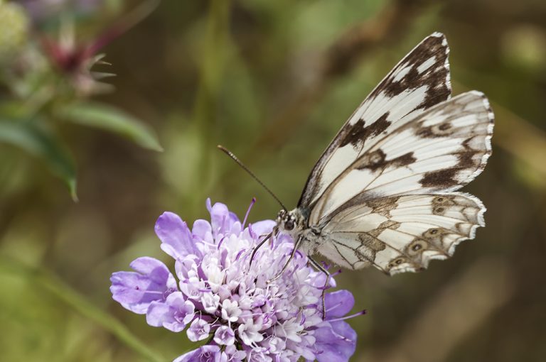 Melanargia lachesis - Medioluto ibérica